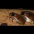 Mind-controlled nanobots release drugs inside cockroaches