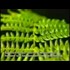 Revive extinct life, genetic engineering, 1988 Switzerland