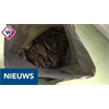 Hundreds of birds dead during 5G experiment in The Hague, Netherlands