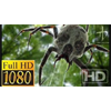 Meet the Deadliest Spider on Earth - 23 New Bizarre Mandela Effects 2019