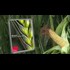 Dissecting the Royal Society's GMO Whitewash (Corbett Report)