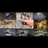 The 25 Most Dangerous Animals In The World
