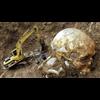 SMITHSONIAN COVERUP - 1000's of Reports of Giant Skeletons Found