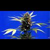 WikiLeaks: Alcohol Industry Bribed Congress To Demonize Cannabis