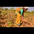 Monsanto Has Lost $11 Million As Indian Cotton Farmers Begin To Use Indigenous Seed