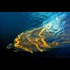 Cynthia: Flesh-Eating Synthetic Bacteria that has Gone Wild