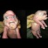 Scientists create Human-Pig Hybrid Embryos - Chimera Research