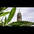 Pot task force recommends legal cannabis sales be limited to users 18 and over: Canadian government has promised to table legislation legalizing cannabis in spring 2017