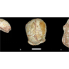 Humans may have reached Europe by 210,000 years ago: By 40,000 years later, Neanderthals had taken over the site.