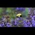 Whistleblower: USDA suppressed findings about a common pesticide that could endanger bees