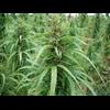 REAL reason weed is illegal: hemp, the plant marijuana is made from can be refined into everything oil can.