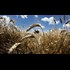 Monsanto GMO wheat contamination discovered in Montana.