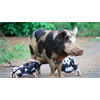 Texas experiment tries to poison feral hogs with sodium nitrite - the same ingredient found in bacon, hot dogs and beef jerky - but ends up poisoning hundreds of birds to death instead