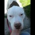 Yet Another Dog Murdered by Police in Lima Ohio: R.I.P. Lulu