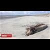 H.A.A.R.P? ; Whale stranding death toll rises to 58 in Scotland and Ireland