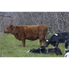 Pharmaceutical Industry Drains Pregnant Cow Fetuses To Make Vaccines