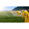 A peek behind the (toxic) curtain: Here's why glyphosate is sprayed on food crops before harvest