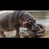 What are the world's deadliest animals(HD)