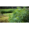 President Donald Trump signed the 2018 farm bill on Thursday afternoon, which legalized hemp... which could loosen laws around the popular marijuana extract CBD.