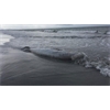 Did sonar cause unexplained whale deaths in Scotland?