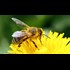 Judge allows USDA pesticide researchers whistleblower claim to move forward