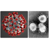 Coronavirus came from meteor which hit China last year, claims scientist