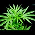 Pot Revenue Is So High in Colorado, State Will Have to Reimburse Taxpayers