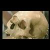The Original Inhabitants of North America were White
