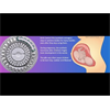 Birth Control Pills (Synthetic Estrogen) are making children Gay, Lesbian and Bisexual
