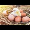 The Disgusting Chicken Stuff in Vaccines