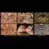 Reptilians? Ancient Text and Modern Science Conclude We Have 'Skin of the Serpent' - Huge! (Videos)