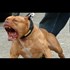Who are the most risky dogs 2017 HD