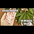 Big Pharma Bias: FDA Grants 'Breakthrough' Status to Ecstasy for PTSD While Prohibiting Pot
