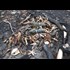 More species wash ashore in western N.S. after mysterious deaths of herring