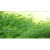 FDA amps up Pharma protection racket by attacking the CBD industry, claiming natural CBDs are