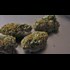 Jeff Sessions a 'Nightmare' for Marijuana and Sentencing Reform, Advocate Says