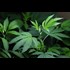 B.C. judge gives absolute discharge for man caught growing 414 pot plants