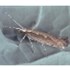 Alarm Sounded on Release of Genetically Engineered Moths