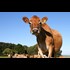 Explain: herd of cows jump to their deaths off cliff in Switzerland