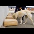 Federal appeals court: Drug dog thats barely more accurate than a coin flip is good enough