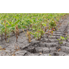 Missouri Farmer Wins $265 Million Verdict Against Monsanto