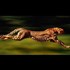 Top Fastest Land Animals