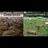Police Raid Small Family Farm, Charge Family, Seize Animals Because they were Free Range