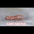 GMO moths headed to a town near you?