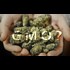 Cannabis May Already Be Genetically Modified