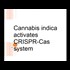 Cannabis Indica activates CRISPR Cas system - Prof. Gershom Zajicek, Hebrew University of Jerusalem (WTF?!)