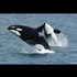 Top 9 Apex Predators In The World