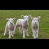 Lamb with jellyfish gene 'may have been deliberately sent to abattoir' and probably ended up on someones plate