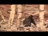 Patterson Bigfoot film with brand new ultra high background stabilization