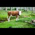 Dairy is scary: How you were tricked into drinking milk